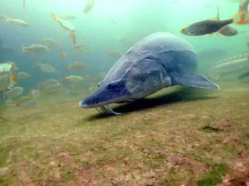 Große Störe brauchen eine möglichst große Grundfläche