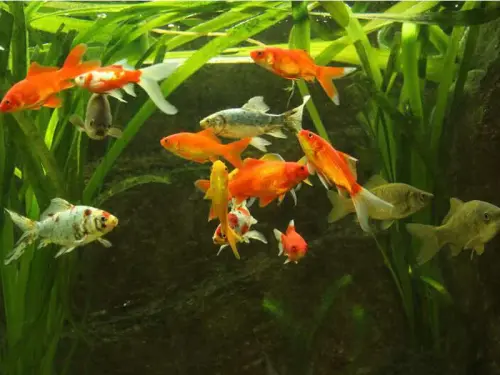 Goldfisch-Teiche machen in der Regel keine Probleme