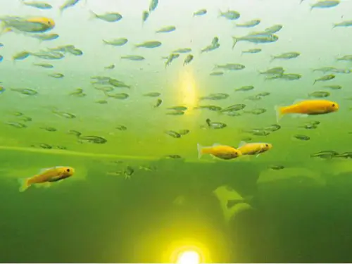 In Kleinfisch-Teichen ist die Belastung nicht so groß