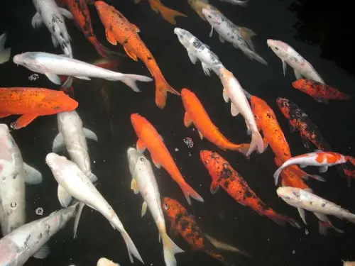 Koi-Teiche brauchen tieferes Wasser und gute Filter