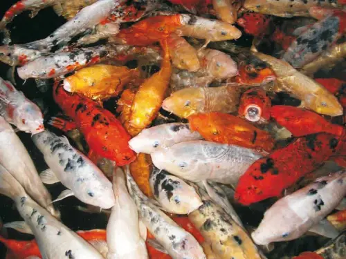 Die Erste Hilfe bei sterbenden Fischen