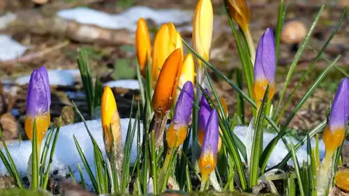 Tulpen, Narzissen und Krokusse