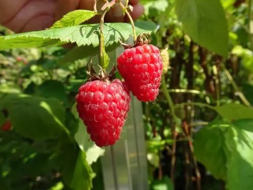 Für das heimische Nasch-Paradies