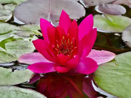 Vielfältige Farben und Formen