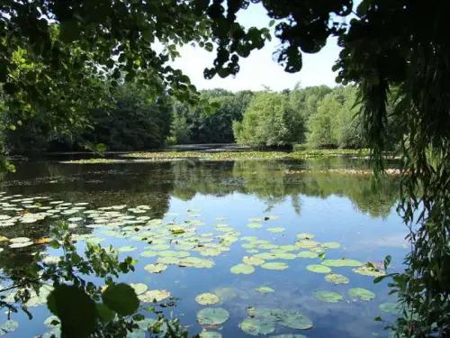 NaturaGart hat Kom­pe­tenz für naturnahe Teiche