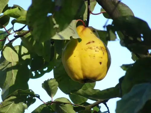 Von der Blüte zum Obst