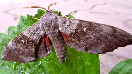 Viele Leuchten sind Insekten-Killer