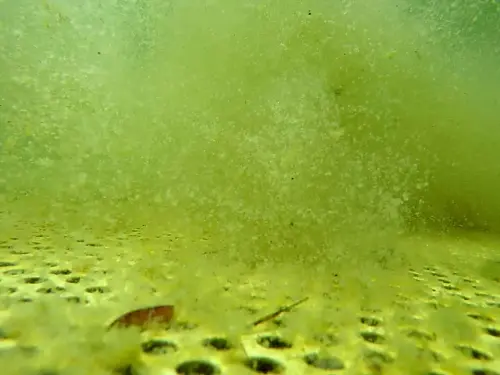 Sedimentfallen sammeln die aufgewirbelten Partikel ein und halten das Wasser klar