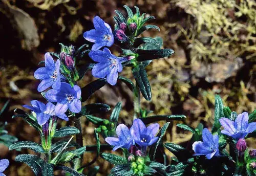 Sortimente und Einzelpflanzen für Pflanzendächer