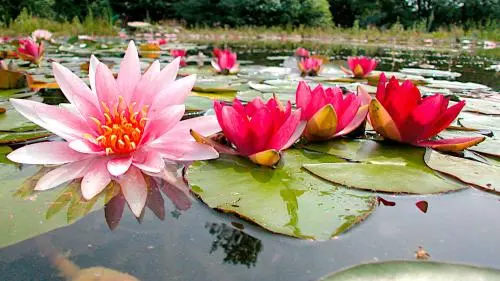 Gutschein für Teich- und Gartenfreunde