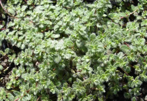 Sortimente und Einzelpflanzen für Pflanzendächer