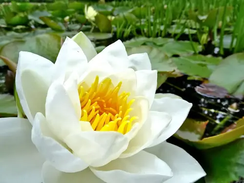 Große Blütenpracht