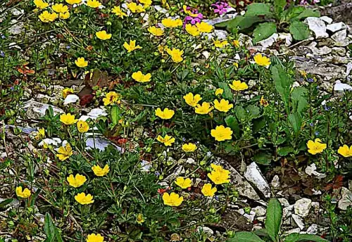 Sortimente und Einzelpflanzen für die Dachbegrünung