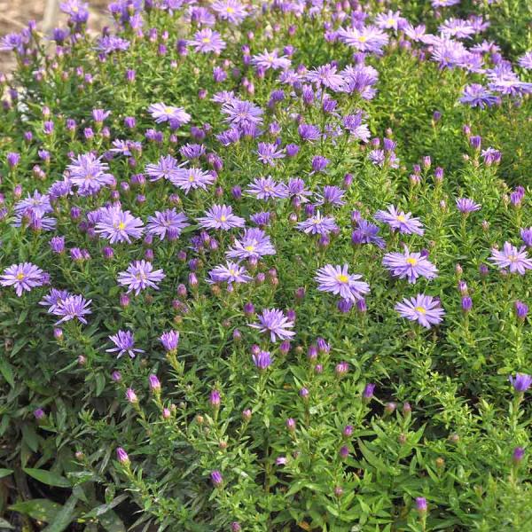 Herbstkissen-Aster, blauviolett