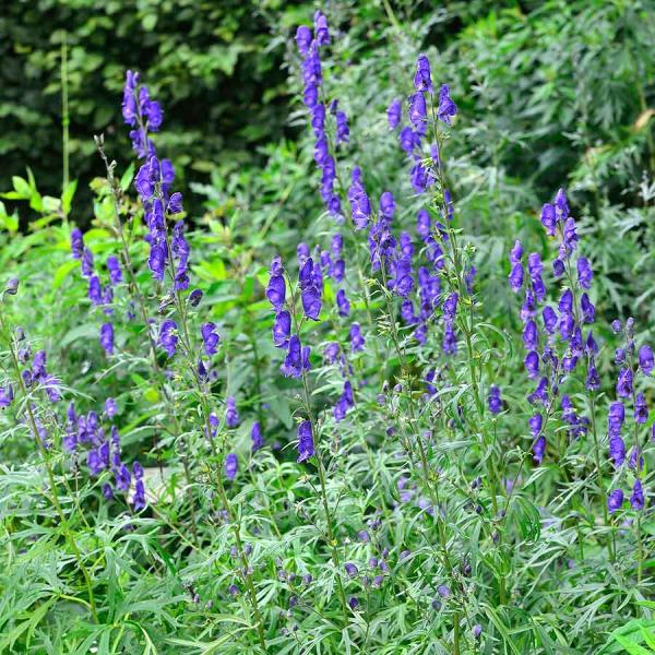 Sommer-Eisenhut, tiefblau