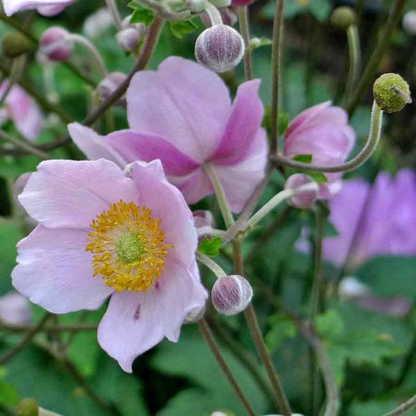 Herbst-Anemone, rosa