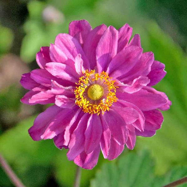 Herbst-Anemone, karminrosa