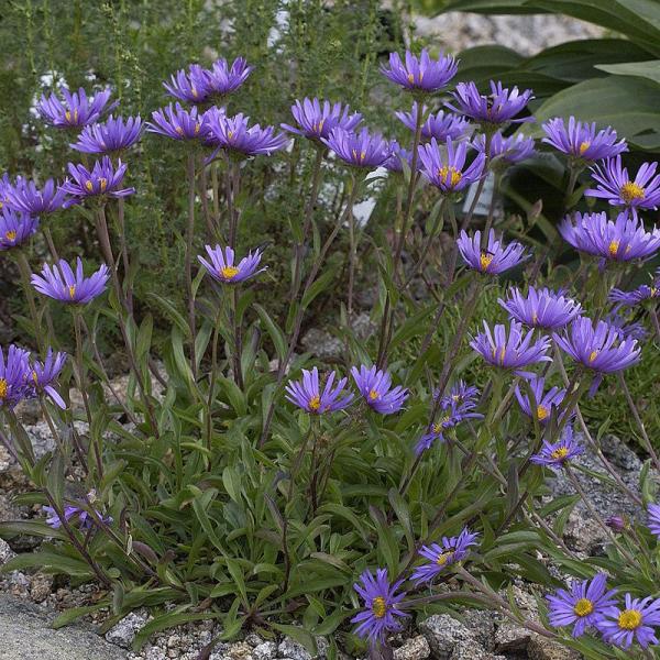 Alpen-Aster, violett