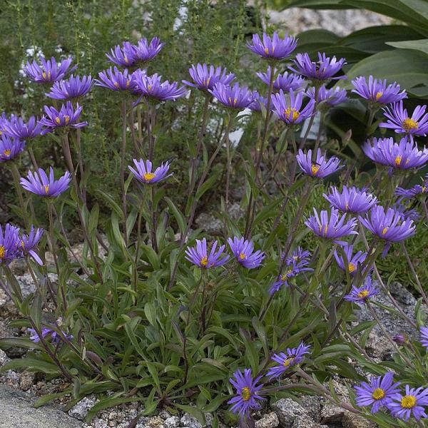 Alpen-Aster, dunkelviolett