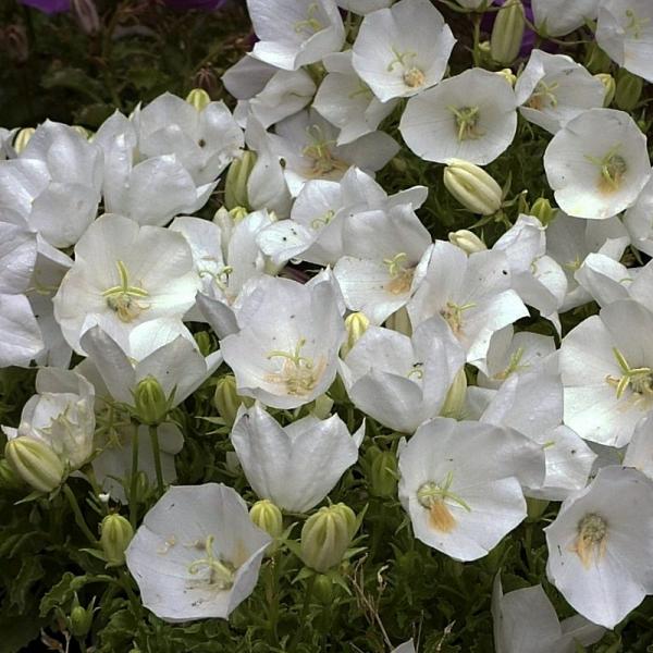 Karpaten-Glockenblume weiß