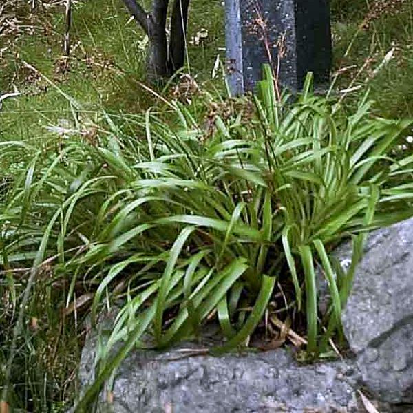 Hainsimse, Wald-Marbel