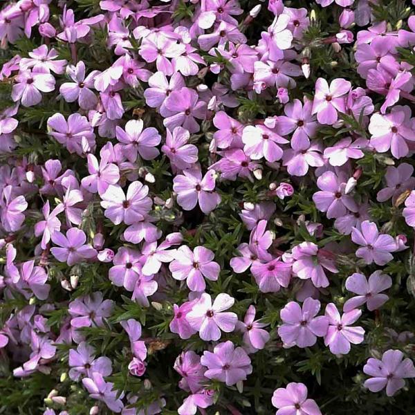 Teppich-Phlox, violettblau