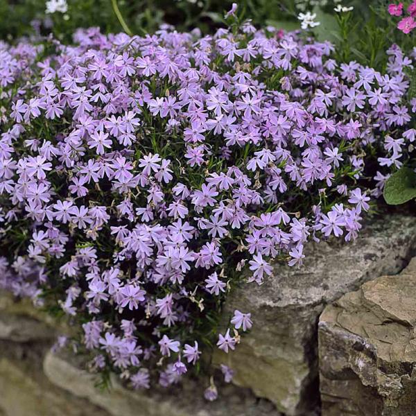 Teppichphlox, schieferblau