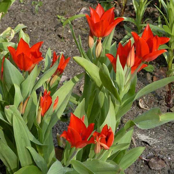 Praestans-Tulpe, frühblühend