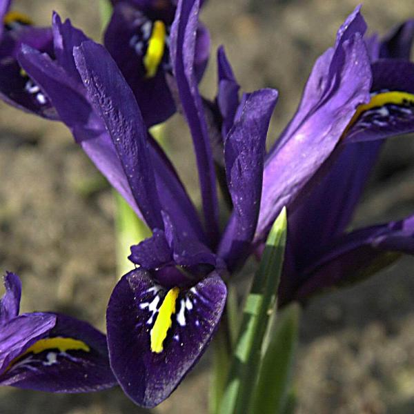 Zwerg-Iris blau