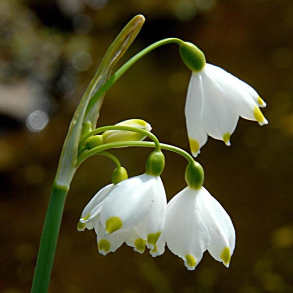 Knotenblume, Märzenbecher