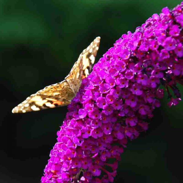 Roter Sommerflieder