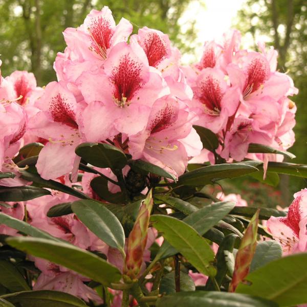 Rhododendron, Inkarho®, rosa