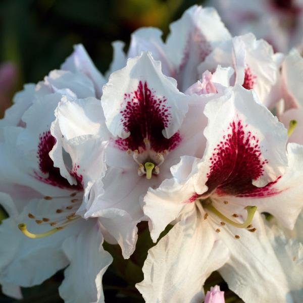 Rhododendron, Inkarho®, rot