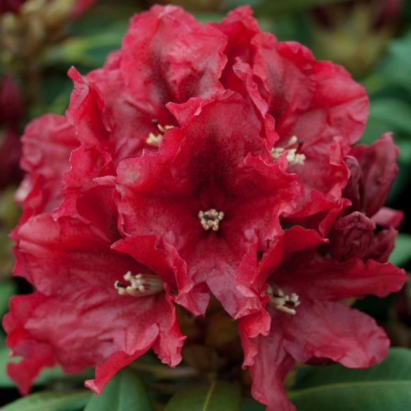 Rhododendron, Inkarho®, weiß
