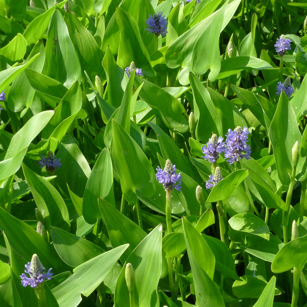 Hechtkraut, blau