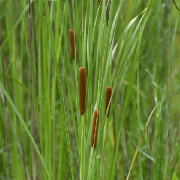 Schmalblättriger Rohrkolben