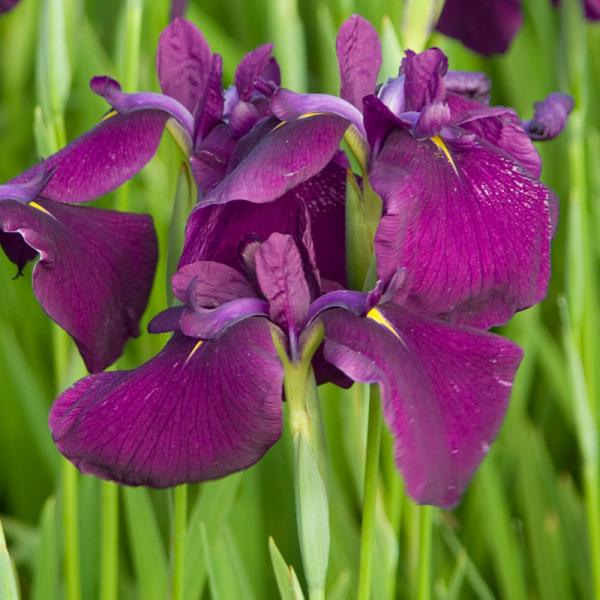 Japanische Iris, rot