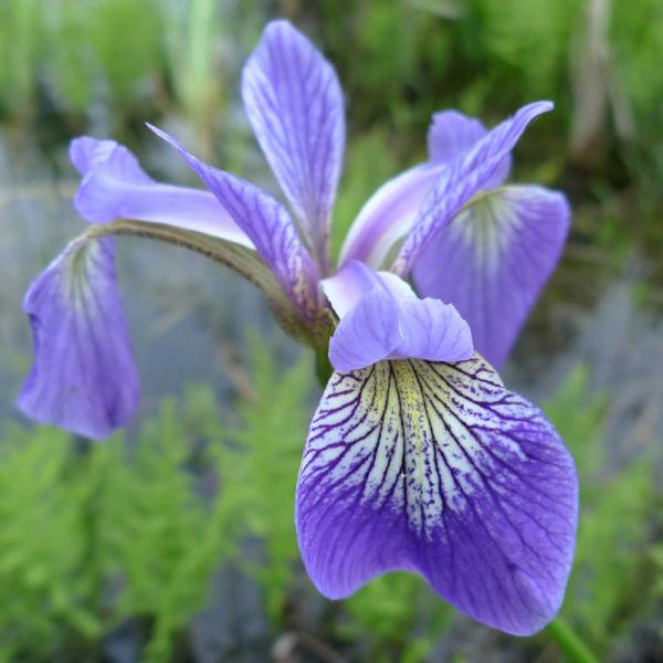 Amerikanische Schwertlilie, violett