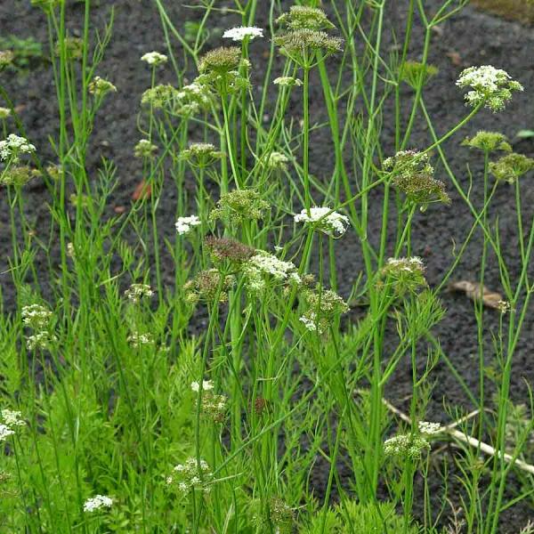 Wasser-Fenchel