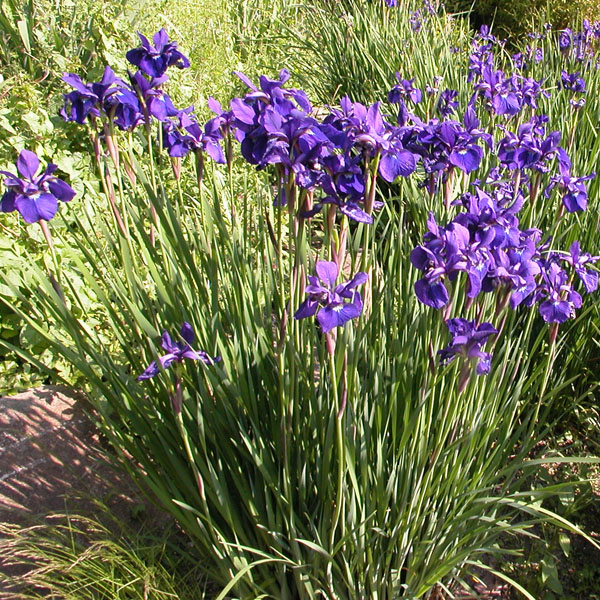 Wiesen-Iris