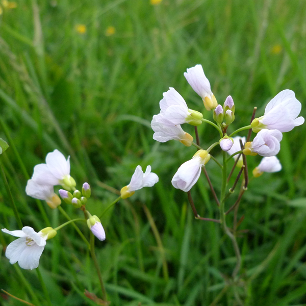 Wiesenschaumkraut