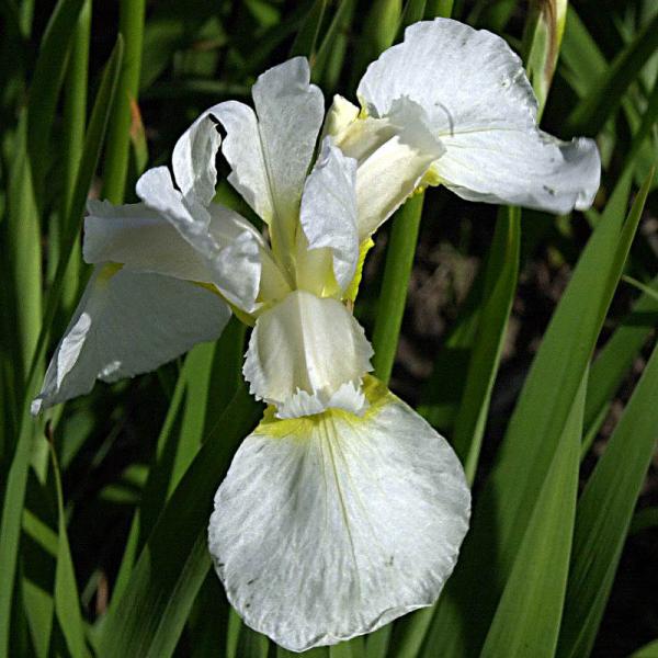 Wiesen-Iris, weiß