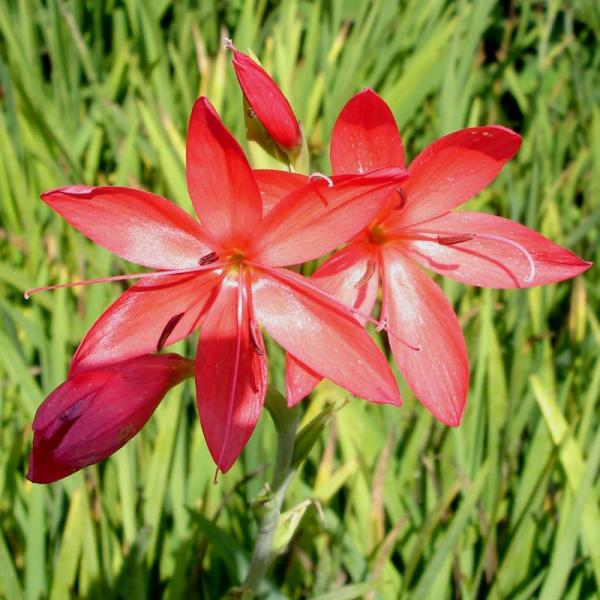 Sumpfgladiole, rot