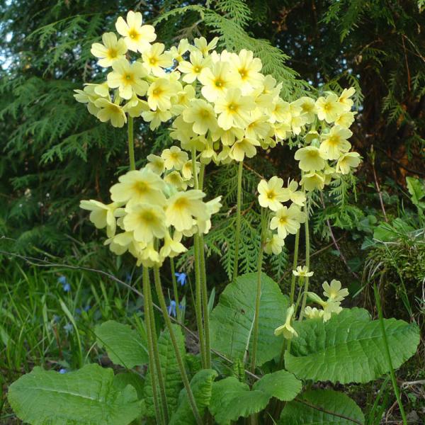 Schlüsselblume, hohe