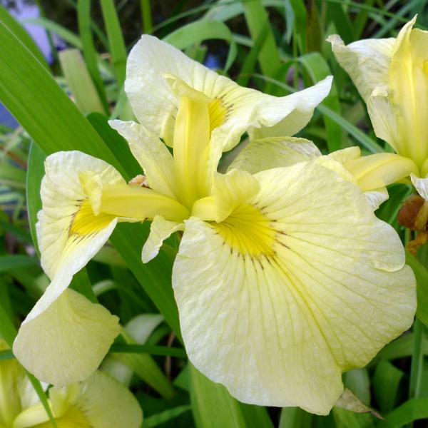 Japanische Iris, hellgelb