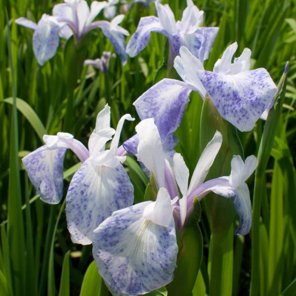 Asiatische Iris, weiß-blau