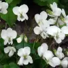 Artikelbild 1 des Artikels “Teich-Umfeld, schattig, niedrig 10 “