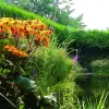 Artikelbild 1 des Artikels “Teich-Umfeld, schattig, hoch 20 “