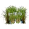 Artikelbild 1 des Artikels “Gräser-Kulisse 6 “