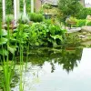Artikelbild 1 des Artikels “Immergrünes Teichumfeld 6 “